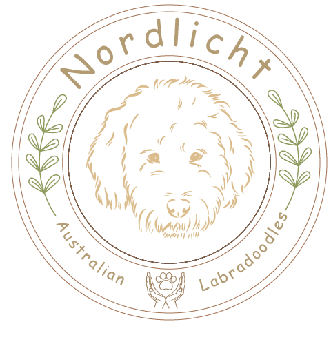 Nordlicht Australian Labradoodles