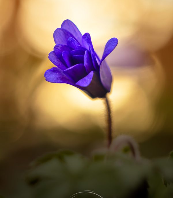 Blume blau Makro2