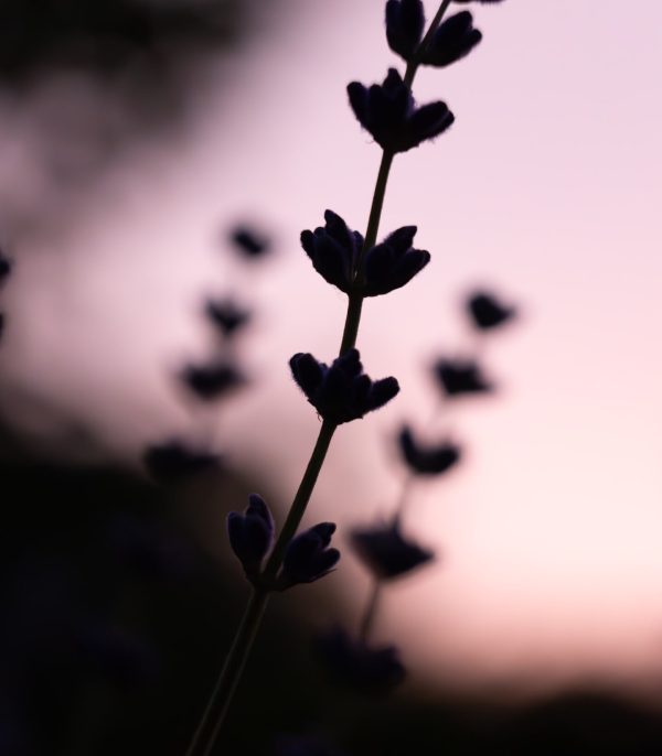 Lavendel im Sonnenuntergang 2 16-9-6703967