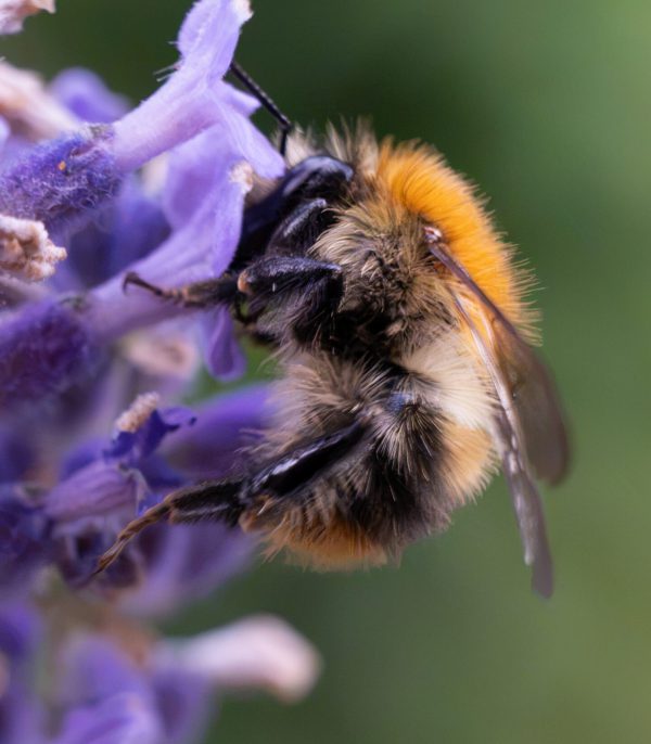 Lavendel mit Hummel groß Juli 26
