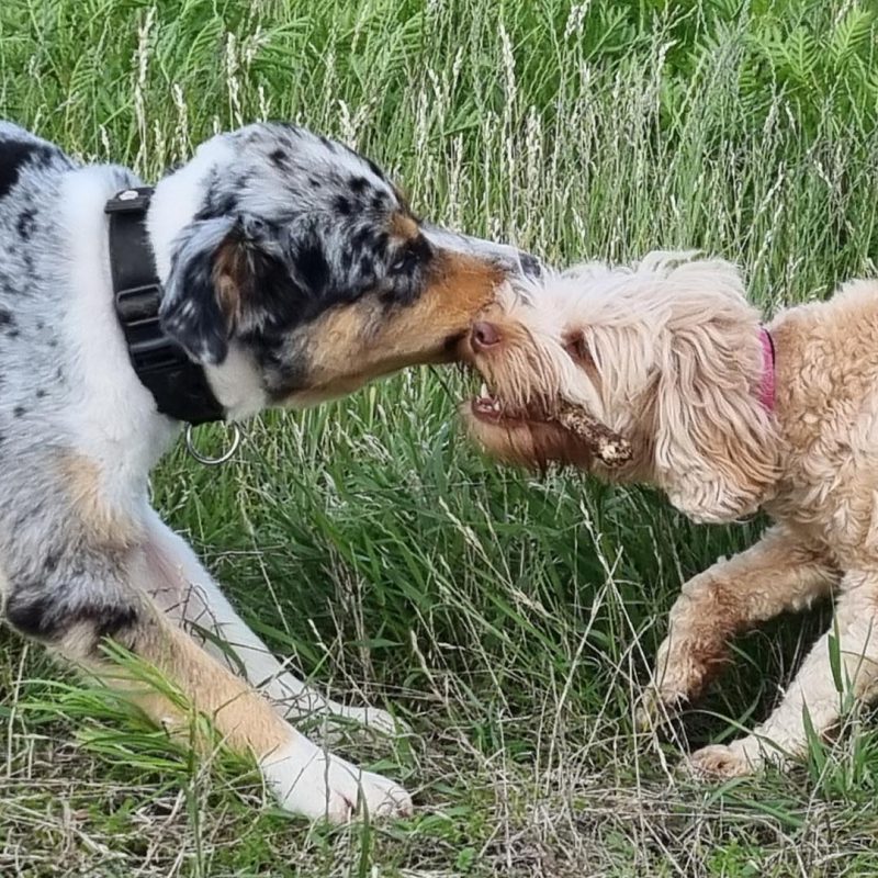 Louis und Maja