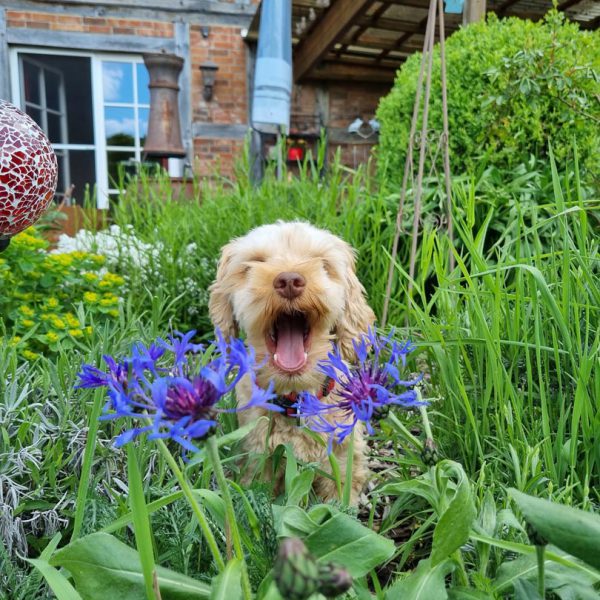 Maja in Blumen gähnend