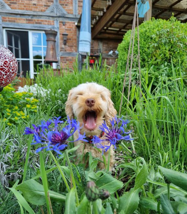 Maja in Blumen gähnend