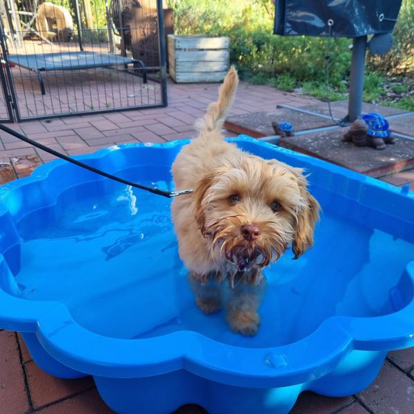 Maja in der Wassermuschel