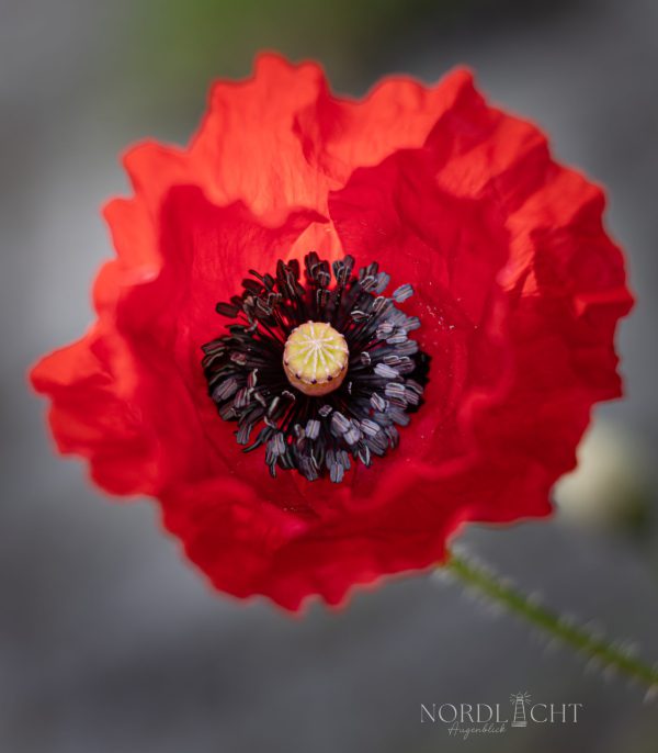 Mohn 4-5-6703563